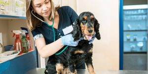 voice over recording for veterinary services