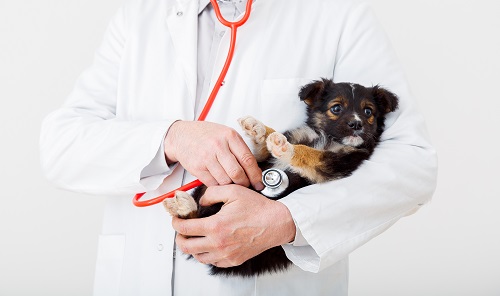 On-Hold Messages for Veterinary Clinics